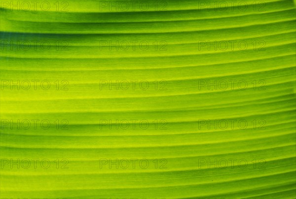 Banana leaf with backlight