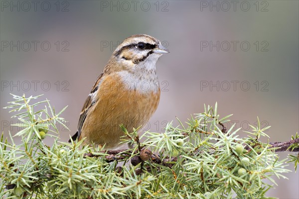 Rock Bunting (Emberiza cia)