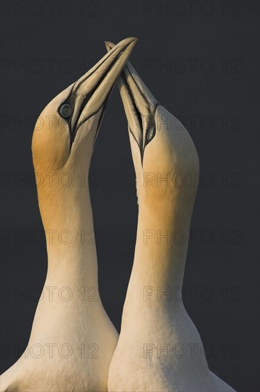 Mating ritual of two Northern Gannets (Morus bassanus)