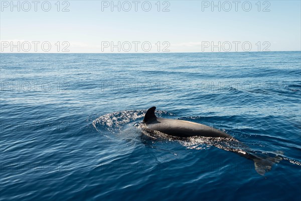 Pilot Whale (Globicephala) emerging from water