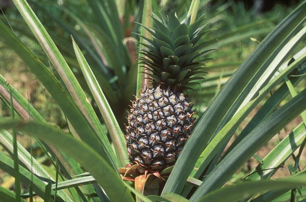 Pineapple (Ananas comosus) growing on a field
