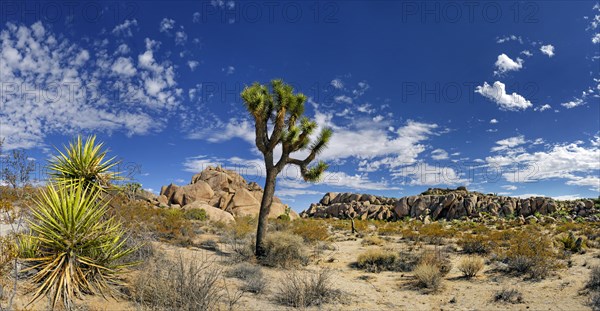 Joshua Tree or Palm Tree Yucca (Yucca brevifolia)