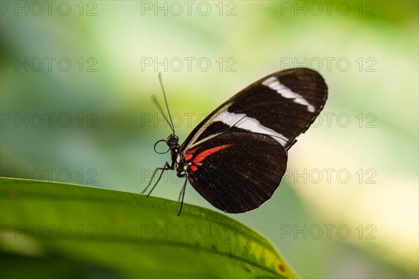 Cydno Longwing (Heliconius cydno) perched on a leaf