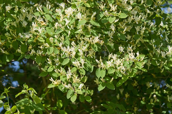 Fly Honeysuckle or Fly Woodbine (Lonicera xylosteum)