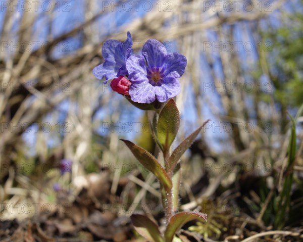 Soft Lungwort (Pulmonaria mollis)