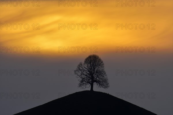 Lime tree (Tilia)