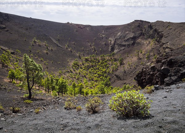 Canary Island pines (Pinus canariensis) growing in the crater of the San Antonio volcano