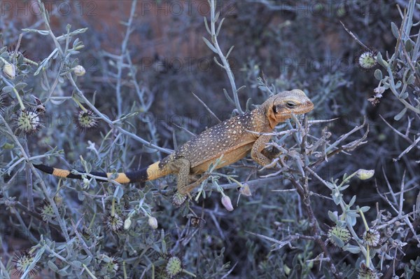 Chuckwalla (Sauromalus ater)