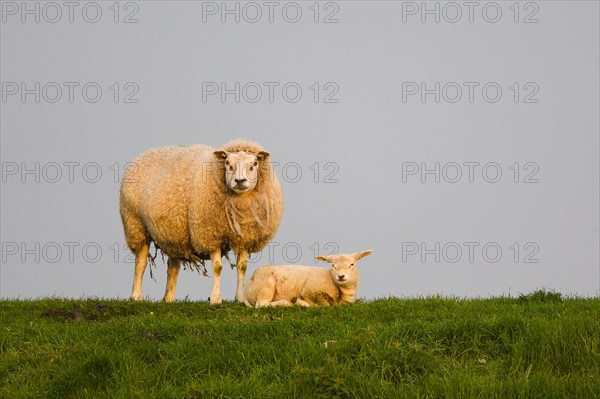 Sheep (Ovis orientalis aries) with lamb on meadow