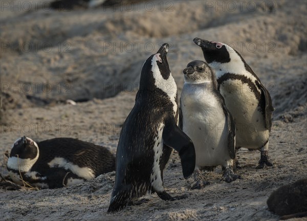 African Penguins (Spheniscus demersus)