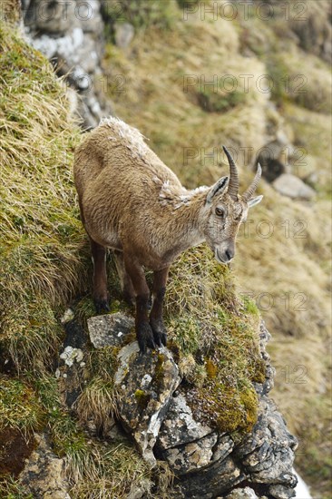 Alpine Ibex (Capra ibex)