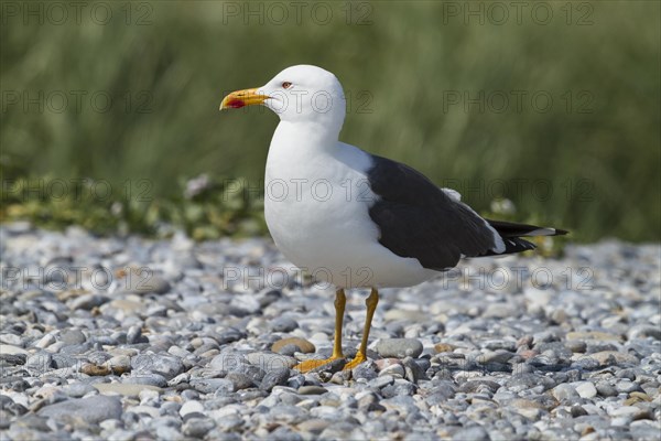 Great Black-backed Gull (Larus marinus)