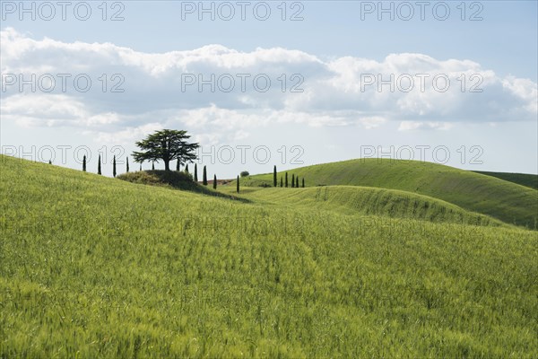 Cypresses and a cedar tree