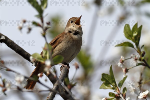 Thrush Nightingale (Luscinia luscinia)