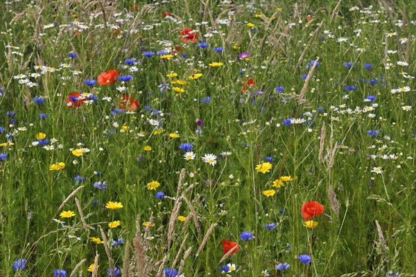 Flower meadow with Cornflowers (Centaurea cyanus)