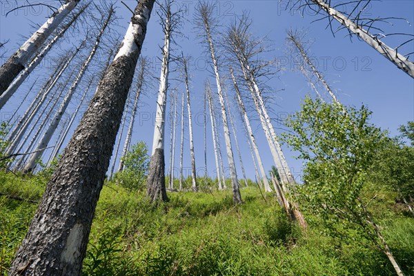 Dead Spruce Trees (Picea abies) after infestation and herbivory of the Eight-toothed Spruce Bark Beetle (Ips typographus)