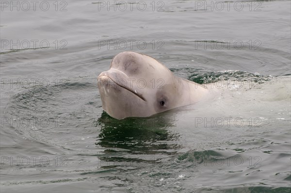 Young Beluga Whale or White Whale (Delphinapterus leucas)