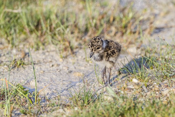 Northern Lapwing (Vanellus vanellus)