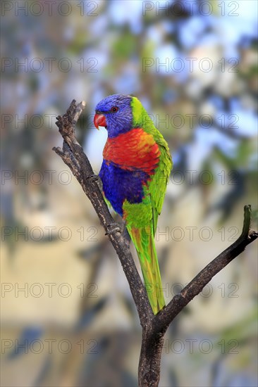 Rainbow Lorikeet (Trichoglossus haematodus)