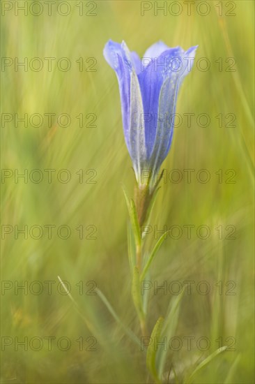 Marsh gentian (Gentiana pneumonanthe)