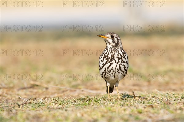 Groundscraper Thrush (Psophocichla litsipsirupa)