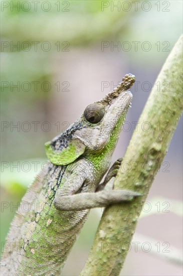 Rhinoceros Chameleon (Furcifer rhinoceratus)