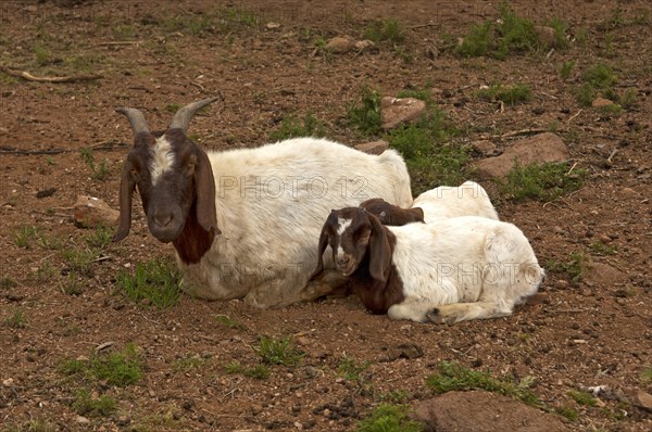 Boer Goat doe with a kid