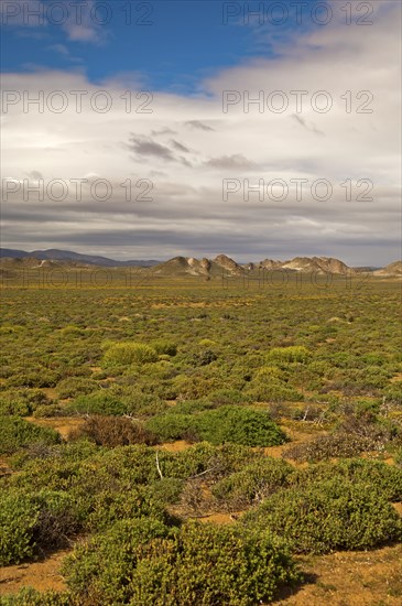 Nama Karoo low-shrub vegetation area