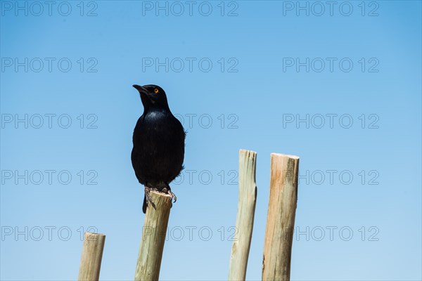 Pale-winged Starling (Onychognathos nabouroup) perched on pole