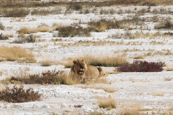 Lion (Panthera leo)