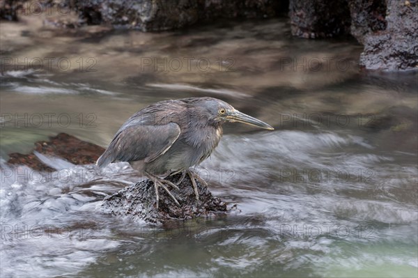 Lava Heron or Galapagos Heron (Butorides sundevalli)