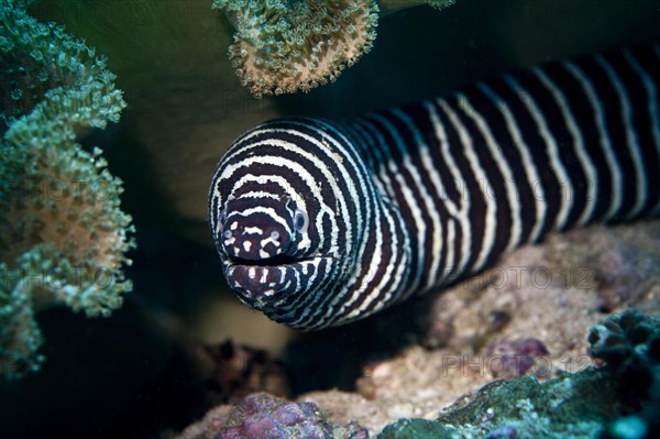 Zebra Moray (Gymnomuraena zebra)