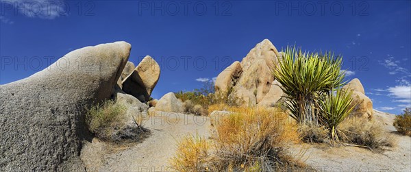 Huge granite rocks of Split Rocks and green Mojave Yucca or Spanish Dagger (Yucca schidigera)