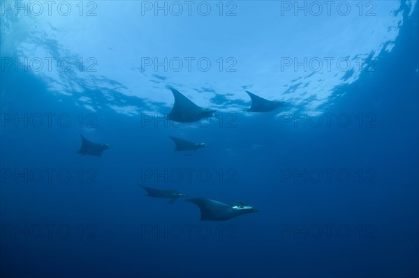 Sicklefin Devil Rays or Box Rays (Mobula tarapacana)