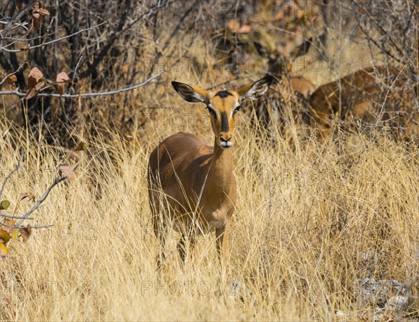 Black Faced Impala (Aepyceros melampus petersi) female standing in tall grass