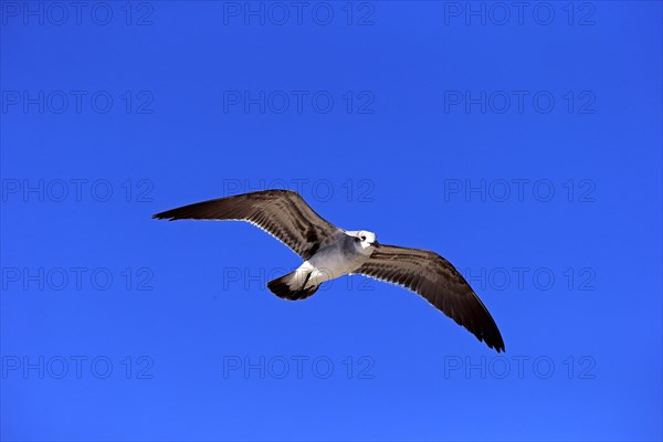 Laughing Gull (Larus atricilla)