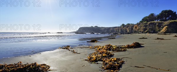 Brown algae (Phaeophyceae) on the sandy beach