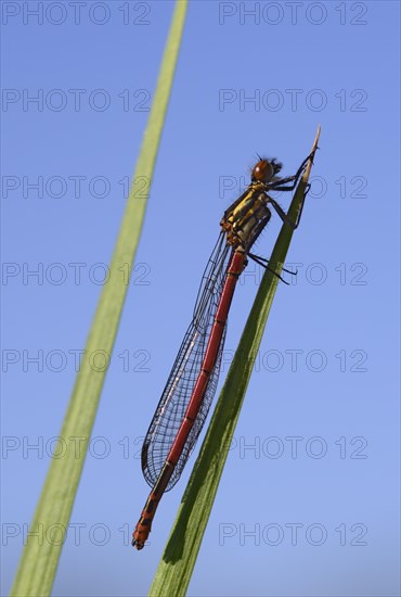 Large Red Damselfly (Pyrrhosoma nymphula)