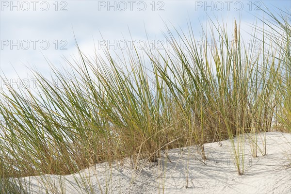 European Marram Grass or European Beachgrass (Ammophila arenaria)