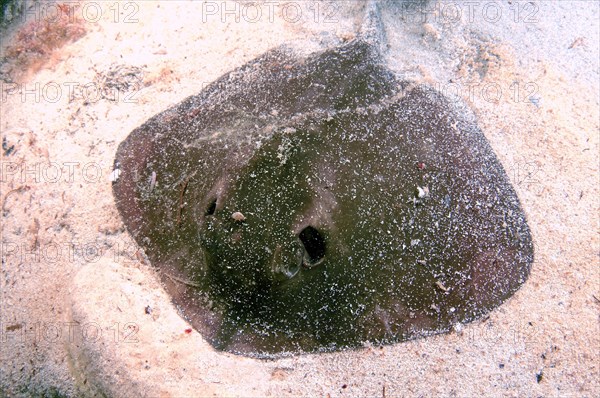 Common Stingray (Dasyatis pastinaca)