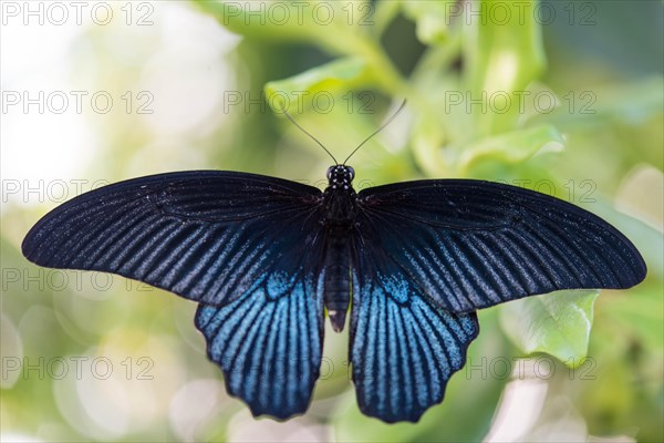 Spangle (Papilio protenor)