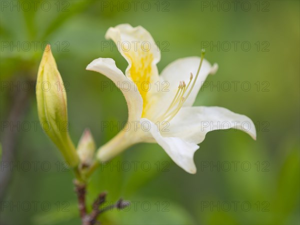 Yellow Azalea or Honeysuckle Azalea (Azalea pontica syn Rhododendron luteum)