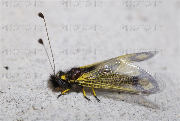 Owlfly (Libelloides sp)