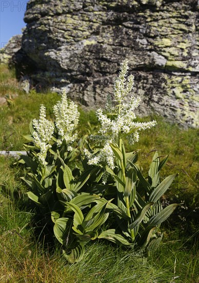 White False Hellebore (Veratrum album)