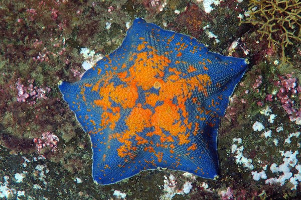 Blue Bat Star (Patiria pectinifera)