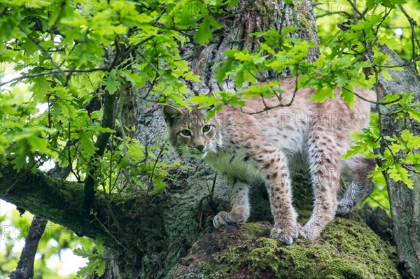 Eurasian Lynx (Lynx lynx) on old Pedunculate Oak or English Oak (Quercus robur)