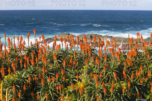 Flowering Krantz Aloe or Candelabra Aloe (Aloe arborescens) on the coast of the Indian Ocean