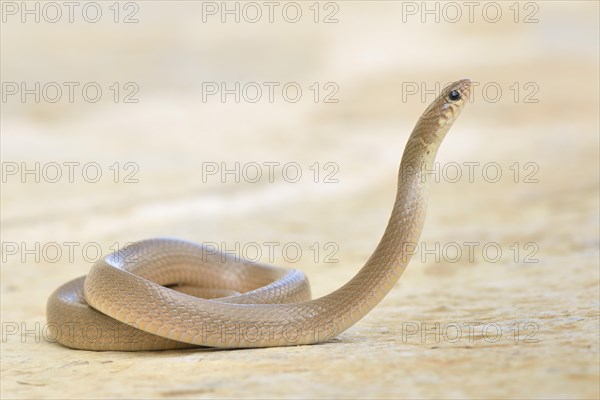 Ring-headed Dwarf Snake (Eirenis modestus)