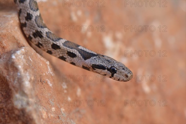 Transcaucasian Ratsnake (Zamenis hohenackeri tauricus)