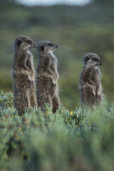 Three Meerkats (Suricata suricatta)